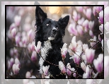 Magnolia, Kwiaty, Pies, Border collie