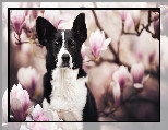 Magnolie, Kwiaty, Pies, Border collie