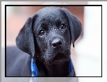 Labrador retriever, Czarny, Szczeniak