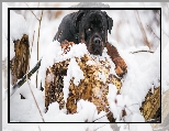 Pies, Rottweiler, Śnieg