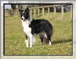 Smycz, Pokaz, Border collie, Trawa