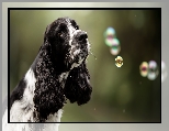 Cocker spaniel angielski, Czarno-biały, Pies, Bańki