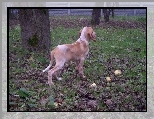 trawa, Wye woski krtkowosy, Bracco italiano, licie